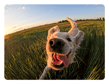 close up of a dog taken with the GoPro HERO12 Black