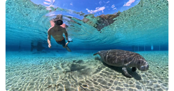 Man swimming alongside manatee in clear water