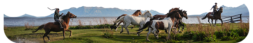 Panoramic photo of cowboys driving horses through a field