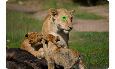 Sony a6600 sample image of lioness with two young cubs playing in a grass plain