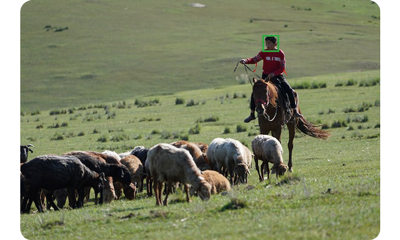 Sony a6600 sample image of farmer on horseback driving cattle in a field