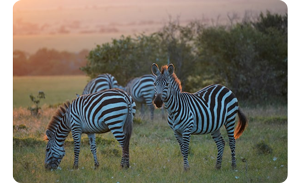 Sony a6600 sample photograph of Zebras grazing african plains