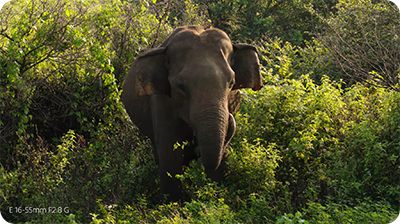 sample footage of an elephant taken with the Sony Alpha 6700