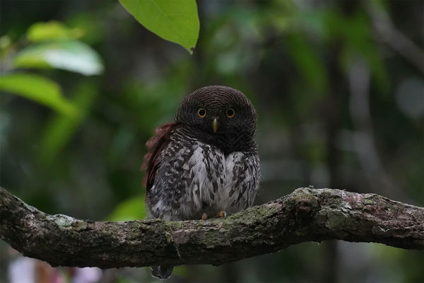 sample image of a owl in a tree taken with the Sony Alpha 6700