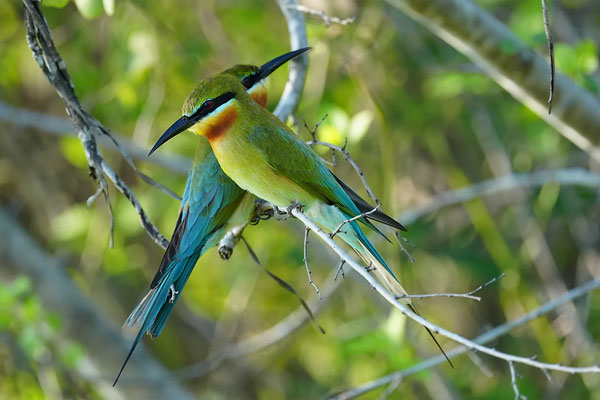 sample image of birds in a tree taken with the Sony Alpha 6700
