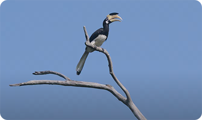 sample image of a bird on a branch taken with the Sony Alpha 6700