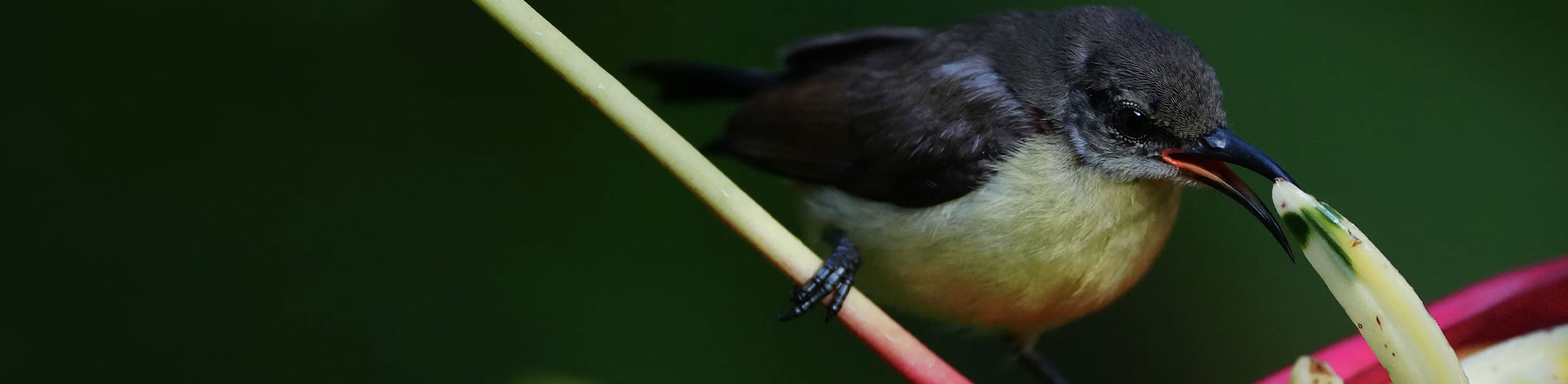 sample image of a wild bird taken with the Sony Alpha 6700