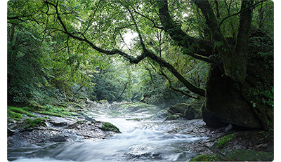 Sony FE 35mm F1.4 G Master Lens sample image long exposure of river flowing over rocks and between dense green woodland streching over the water