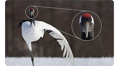 Sony FE 100-400mm G Master Lens sample image of white and black crane bird standing on one leg