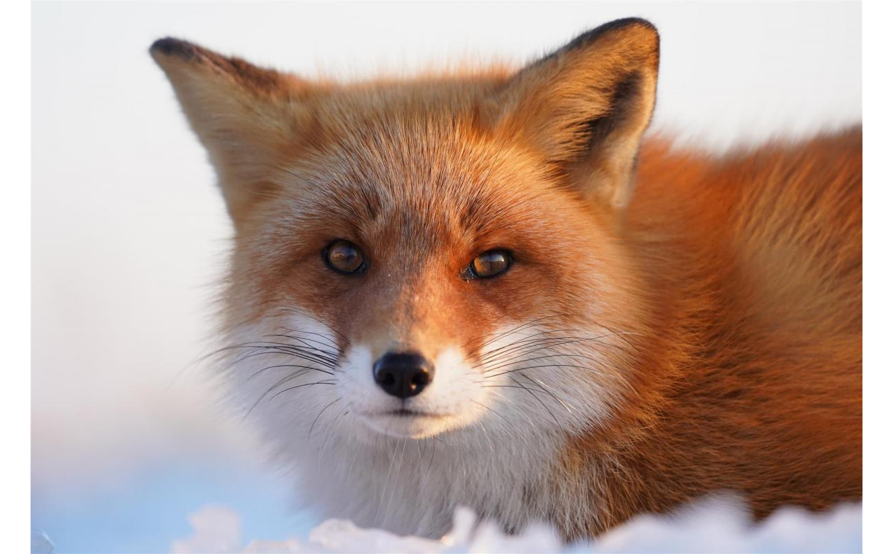 Sony FE 100-400mm G Master Lens sample image close up photograph of orange and white fox looking forward sat in a snow filled landscape