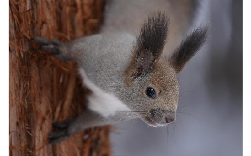 Sony FE 100-400mm G Master Lens sample image close up of grey squirrel climbing down a tree trunk