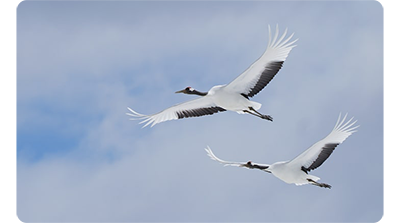 Sony FE 100-400mm G Master Lens sample image of crane storks flying through the air with cloudy sky