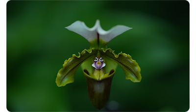 Sony FE 135mm F1.8 GM Lens sample macro image close up of white and green flower