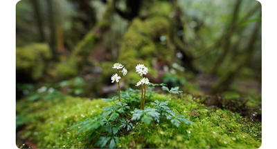 Sony FE 14mm F1.8 GM Lens