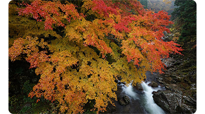 Sony FE 16-35mm F2.8 GM Lens sample photograph of autumnal leaves on a tree with vibrant reds, yellows and oranges stretching above a flowing river