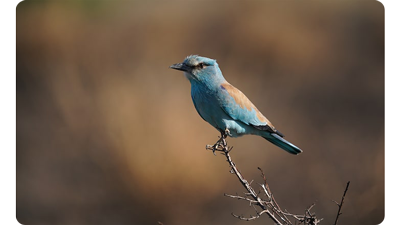 Sony FE 200-600mm F5.6-6.3 G OSS Lens sample image of blue bird sitting atop a tree branch