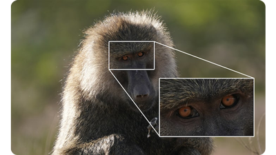 Sony FE 200-600mm F5.6-6.3 G OSS Lens sample image of grey baboon sitting with a zoom crop of its eyes displaying the detail