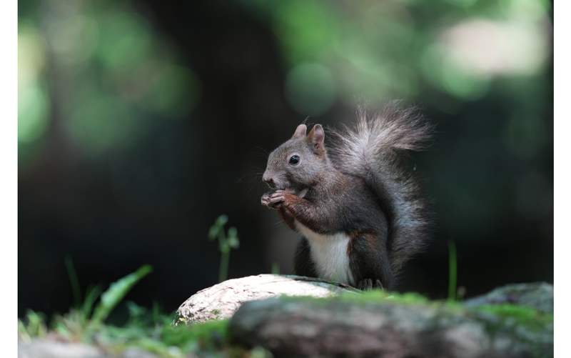 Sony FE 200-600mm F5.6-6.3 G OSS Lens sample image of grey squirrel standing eating a nut with defocused