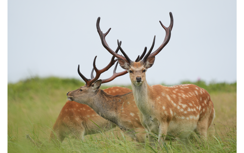 Sony FE 200-600mm F5.6-6.3 G OSS Lens sample image of three fallow deer richmond park london
