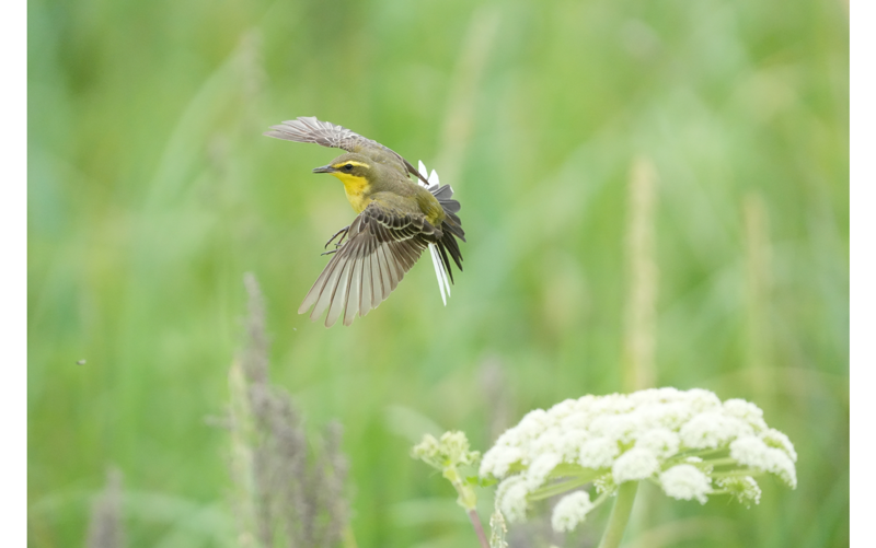 Sony FE 200-600mm F5.6-6.3 G OSS Lens sample photo of yellow wagtail bird in flight with tall grass background