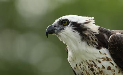 close up of an hawk taken with the sony super telephoto lens