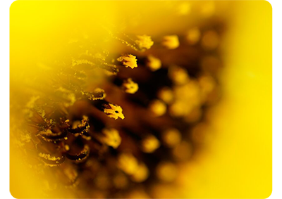 Sony FE 50mm F2.2 Macro Lens sample image of a yellow flowers pollen stamen
