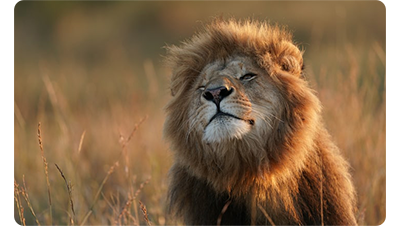 Sony FE 600mm F4 G Master OSS Lens sample image of Lion lying in in long grass basking in golden hour sunlight