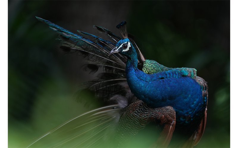 Sony FE 600mm F4 G Master OSS Lens sample image close up of peacock with dense green foliage background