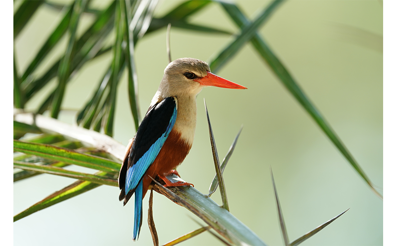 Sony FE 600mm F4 G Master OSS Lens sample image close up of grey headed kingfisher sitting on the branch of long grass plant