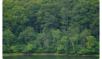 Sony FE 70-200mm F2.8 GM OSS II Lens sample image of dense woodland forest covering a river bank