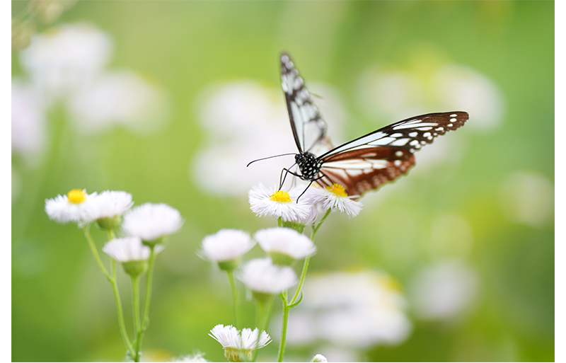Sony FE 70-200mm F2.8 GM OSS II Lens sample image close up of brown and white buttefly landed on white daisy flower