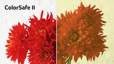 Red flowers in jar, one half rich and colourful, other half less saturated.