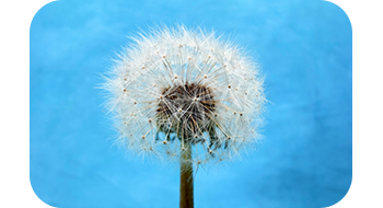 Macro Close Ups