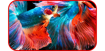 Image of colourful fish