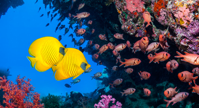 Tropical fish swimming around a reef.