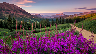 Field of flowers to highlight vivid colours