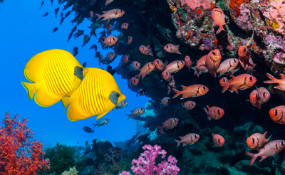 Under water shot of tropical school of fish to highlight vivid colours.