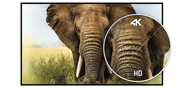 Zoomed-in section of an elephant, splitting 4K and HD resolutions for comparison