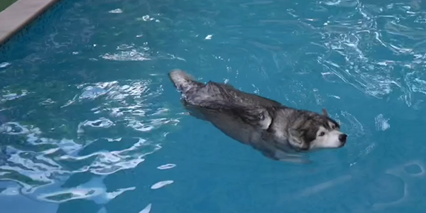 Dog swimming in pool.