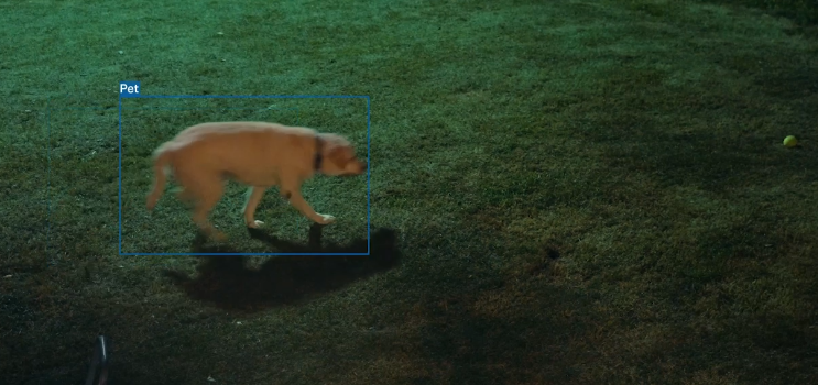 Dog detected in garden with blue outline around it.