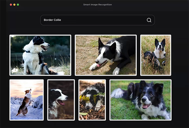 Border collie photos in UGOS Pro