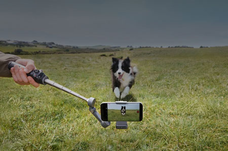 dji osmo mobile tracking a dog
