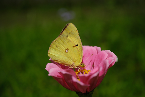 close up of a butterfly on a flower taken with the nearly silent auto focus of the fuji xf30mm macro lens