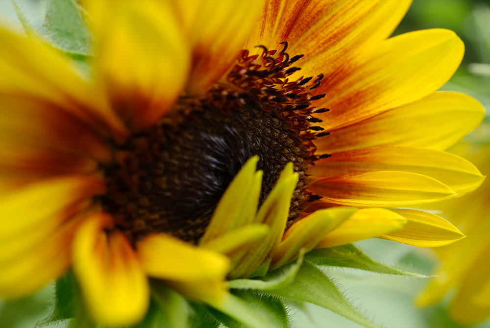 close up shot of a sun flower taken with the fuji xf30mm macro lens