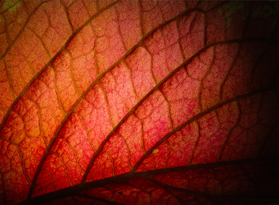 sample image of a leaf up close taken with the fuji xf30mm macro lens