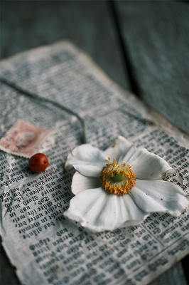 sample image taken with 1:1 macro of a flower pressed in a book with the fujifilm xf30mmf2 8 r lm wr macro lens