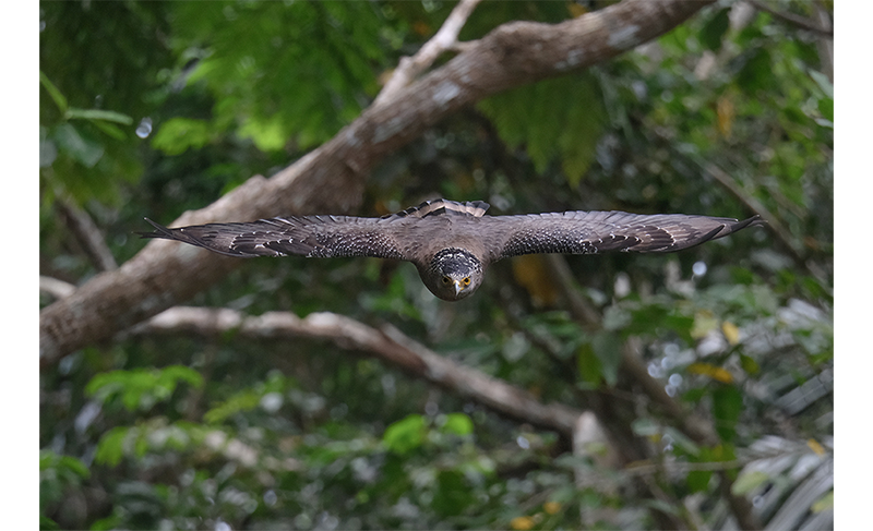 Fujifilm XF150-600mm Sample image eagle flying through dense green forest 