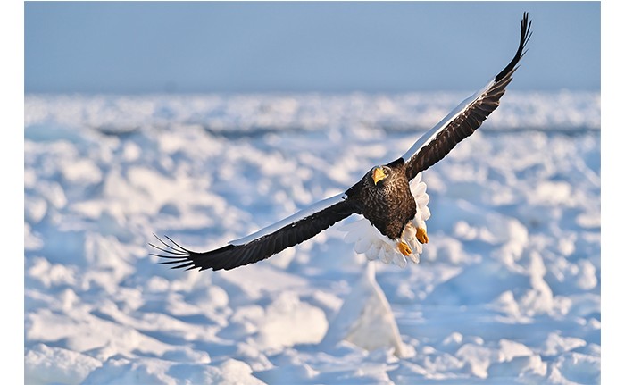 Fujifilm XF150-600mm Lens Sample Image of eagle flying low over snow covered landscape