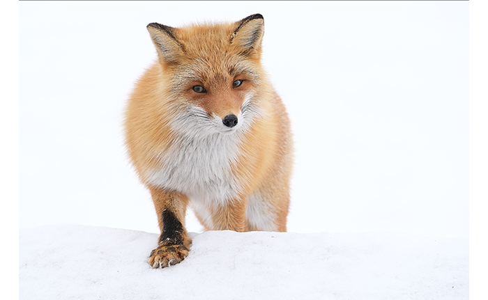 Fujifilm XF150-600mm Lens Sample Image red fox standing in snow 