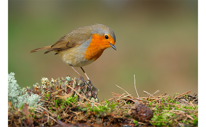 Fujifilm XF150-600mm Lens Sample Image Red Robin stood on a pine cone looking at the ground